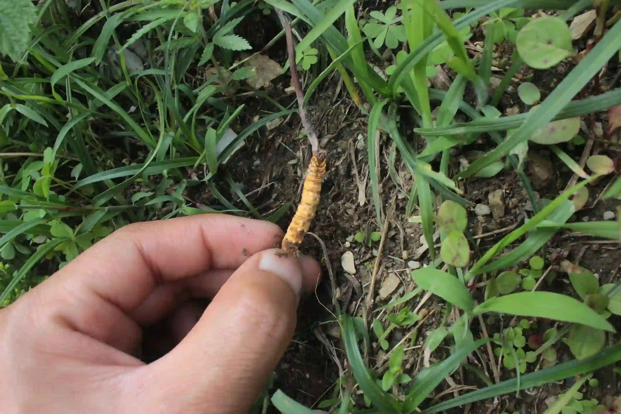 Cordyceps účinky - Ophiocordyceps sinensis